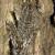 Lycia pomonaria