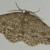 Ectropis aigneri
