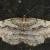 Protalcis concinnata