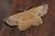Euchlaena johnsonaria