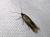 Scythris inspersella