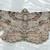 Anacamptodes defectaria