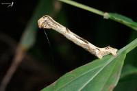 Ectropis excellens