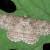 Ectropis excellens