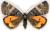 Boudinotiana notha