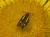 Scythris aspromontis