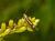 Scythris heinemanni