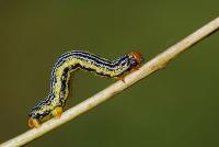 Abraxas pantaria