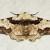 Biston regalis