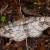 Alcis medialbifera