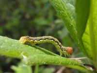 Erannis golda