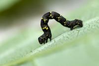 Lycia hirtaria