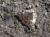 Archiearis infans