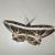 Erebomorpha fulgurita