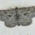 Deileptenia ribeata