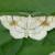 Adactylotis contaminaria