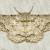Biston suppressaria