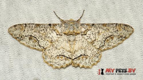 Biston suppressaria