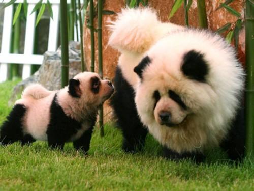 Circo-Orfei-di-Brescia-due-cani-Chow-Chow-truccati-da-Panda