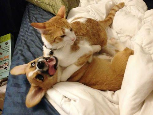 Corgi-cat-friends-3