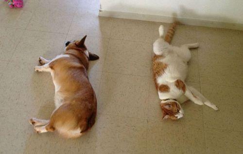 Corgi-cat-friends-4
