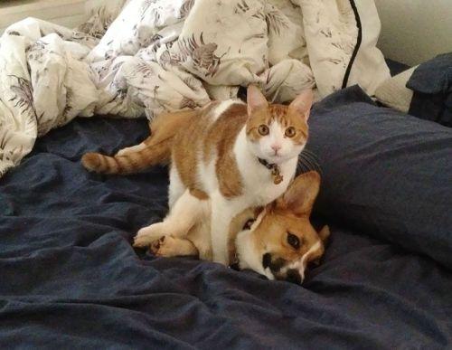 Corgi-cat-friends-5
