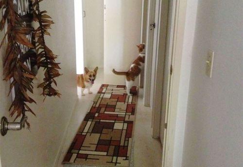 Corgi-cat-friends-6