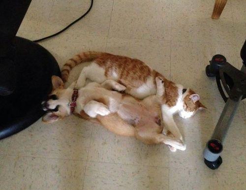 Corgi-cat-friends-8