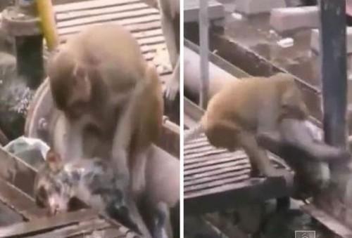 Hero_monkey-2