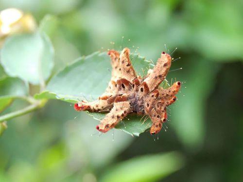 Phobetron pithecium