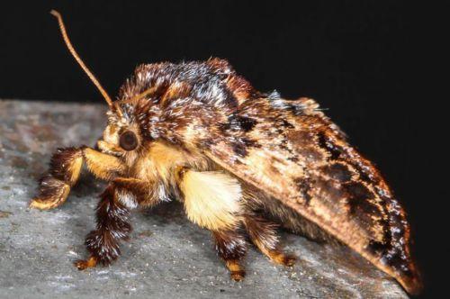 Phobetron pithecium