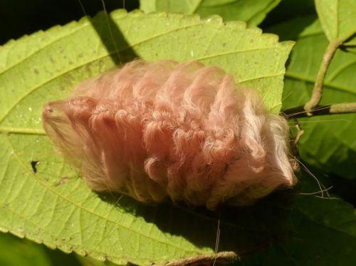 Megalopyge opercularis