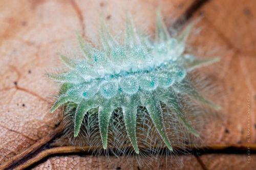 Isochaetes beutenmuelleri