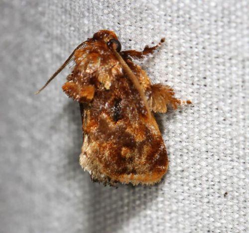 Isochaetes beutenmuelleri