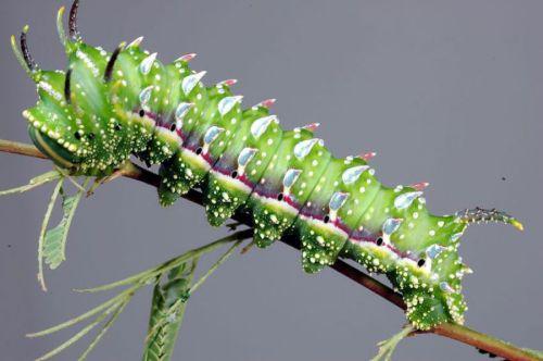 Syssphinx hubbardi