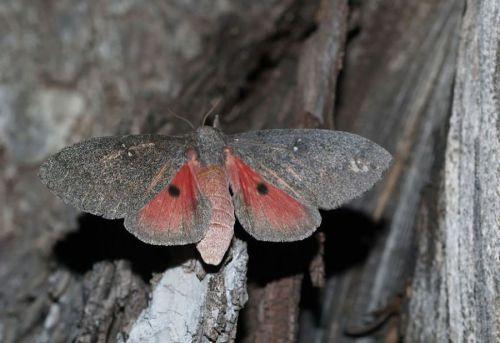 Syssphinx hubbardi