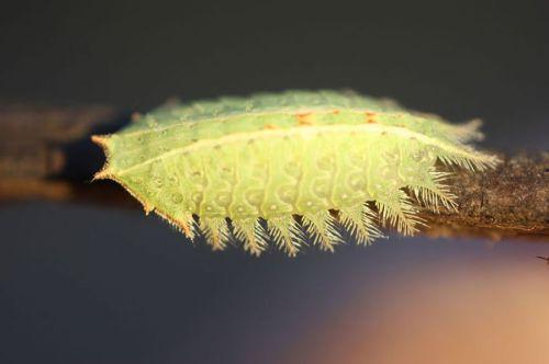 Isa textula