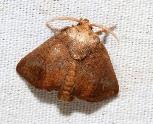Isa textula