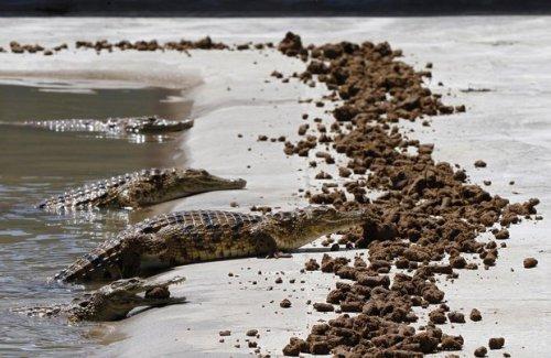На крокодиловой ферме. Фото из архива, Reuters