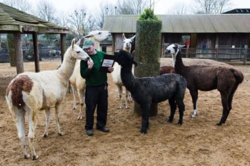 London Zoo Annual Stocktake, London, Britian - 05 Jan 2015