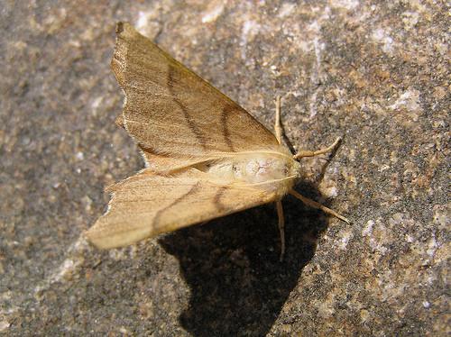 Ennomos erosaria