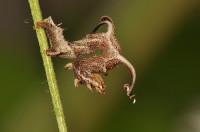 Nematocampa resistaria