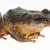 Эквадорские ученые открыли вид лягушек Pristimantis paquishae