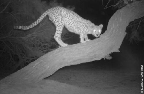 1422608635_3-saharan-cheetah-on-a-tree