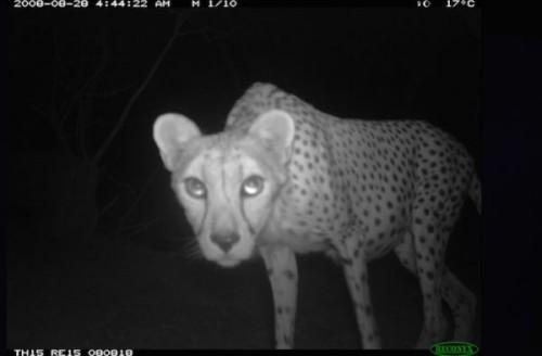 1422608677_1-saharan-cheetah-closeup