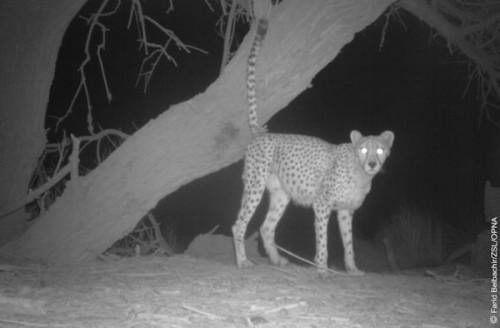 1422608679_5-saharan-cheetah-in-front-of-a-tree