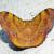 Hyperythra lutea