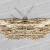 Psilalcis isombra