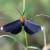 Melanochroia chephise