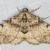 Syneora adelphodes